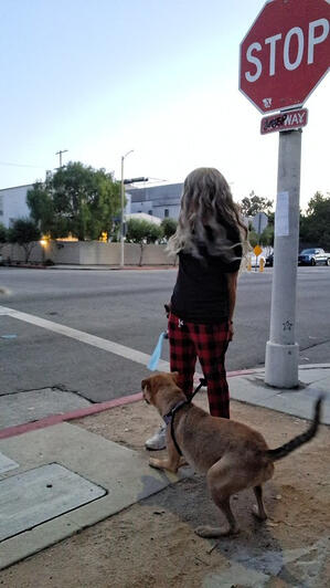 Reactive Dog at the Crosswalk Stop Sign